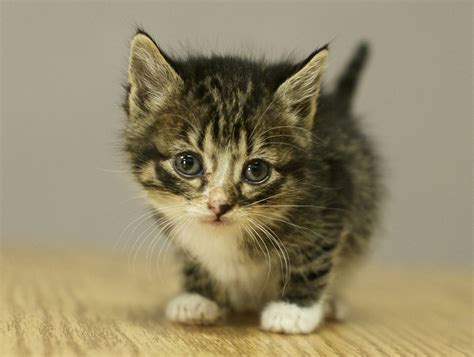 littletgkitten|Little Kitten .